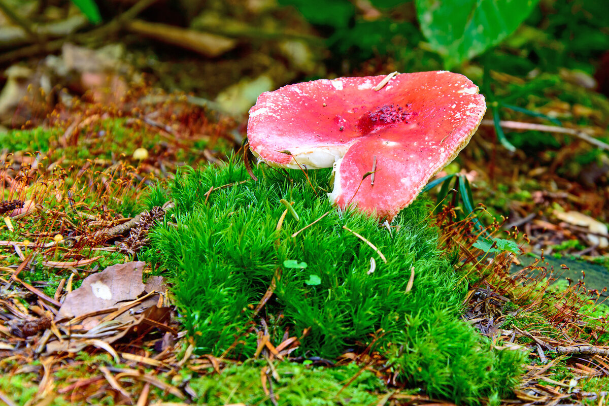 Сыроежку можно есть сырой. Так поступят и с нашей "элитой" и ее капиталами за границей.