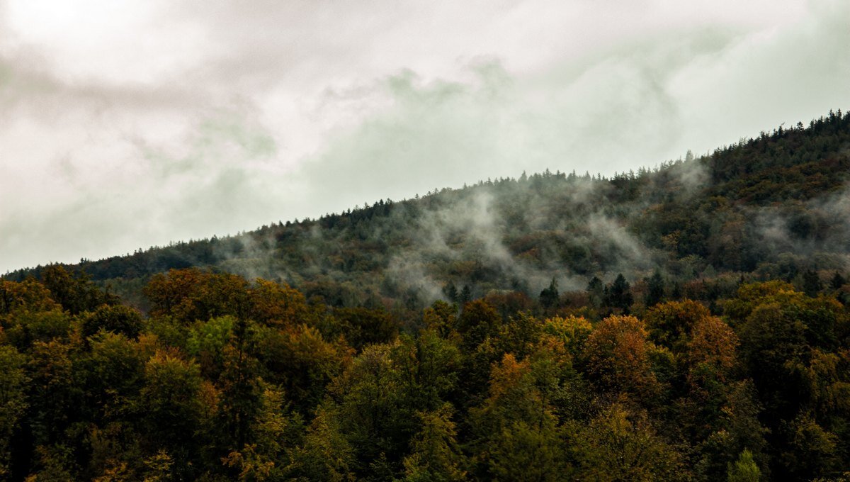 Создание карбоновых ферм и полигонов — очень перспективное направление. Фото: Lukas Kröninger / Unsplash