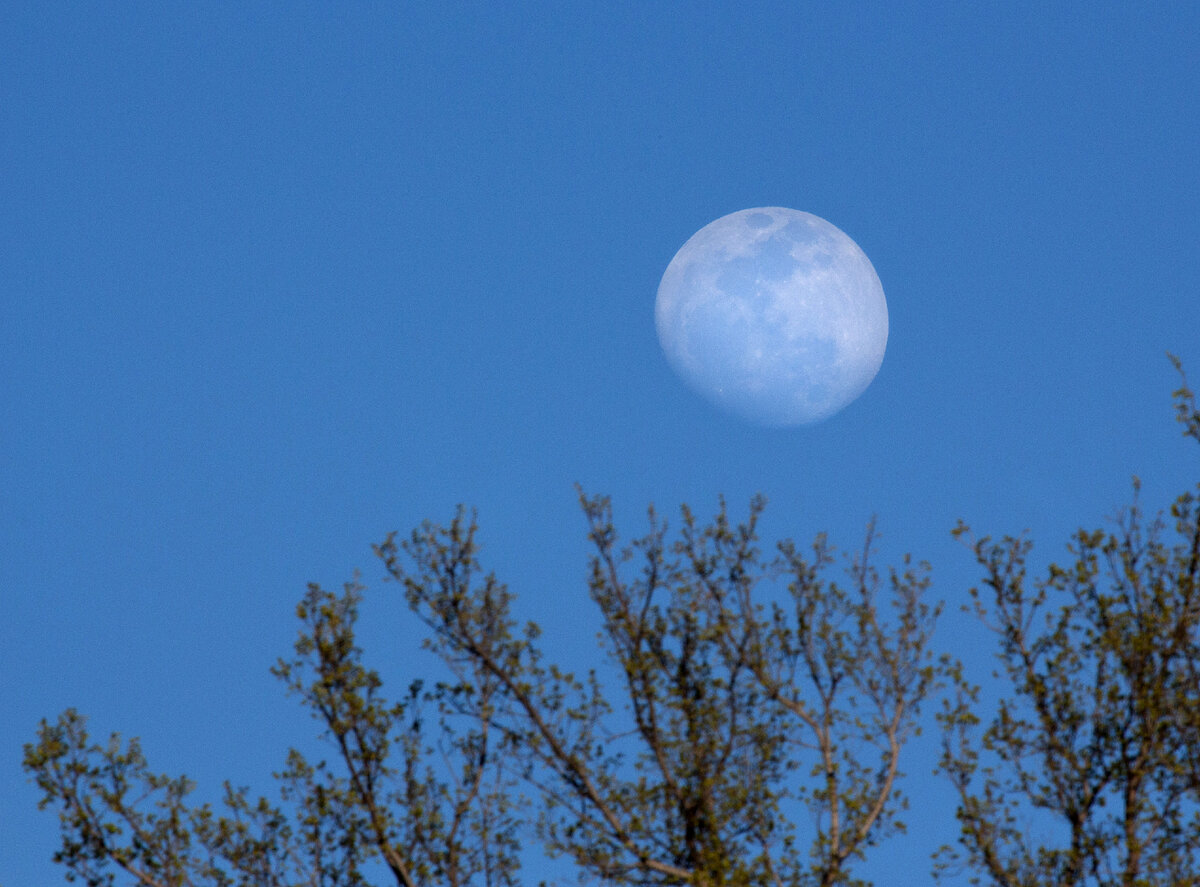 Видео снятой луны. Фоткал луну 28 дней. Один фотограф фотографировал луну 28 дней подряд. HDR Moon ASTROBIN.