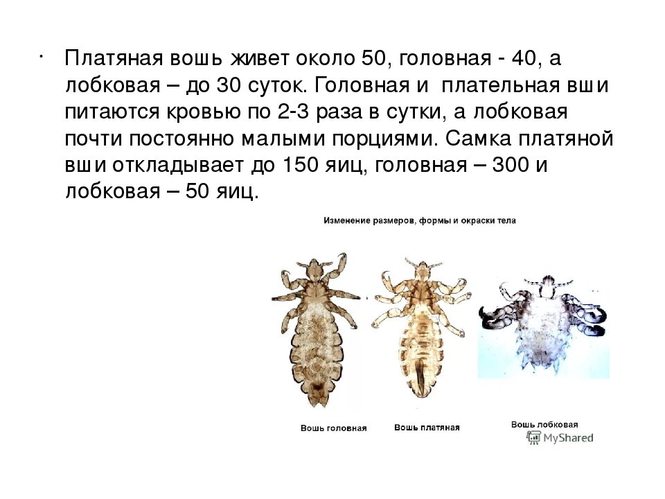 Платяная вошь как выглядят Загадки межледниковой эпохи Беседка Летописца Дзен