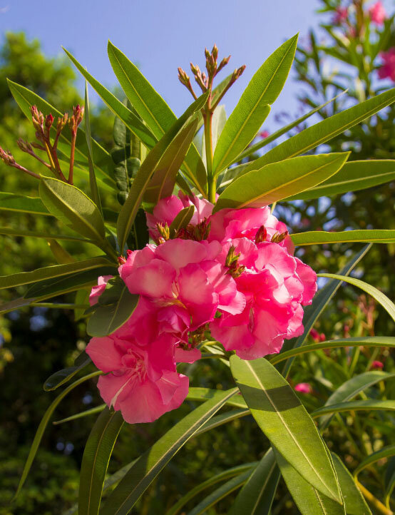 розовые цветки олеандра