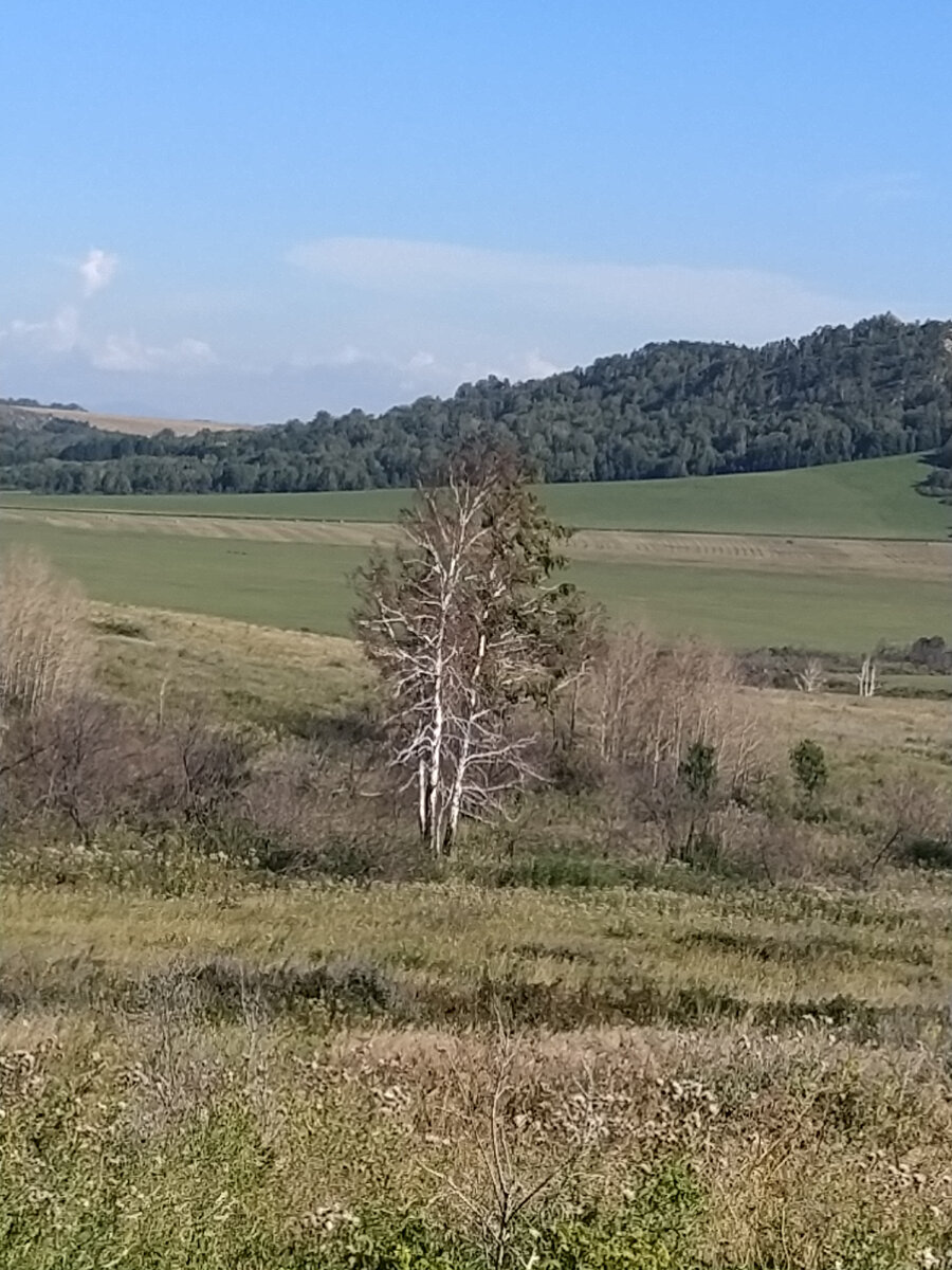 Все лето, проезжая мимо этих берёзок я постоянно на них смотрела, и думала- что же с вами случилось? Про себя я окрестила их живая и мертвая.  Ведь когда то давно они все были одеты в красивую, зелёную листву, а сейчас жива только одна красавица-березка. Может быть эти погибшие деревья просто решили поддержать маленькую, более слабую берёзку и поделиться своими жизненными силами? А она не рассчитала, и выпила всю жизнь из них? Случайно, сама того не замечая? Или не такая уж она и слабая, и вытянула с берёз всю энергию намеренно?