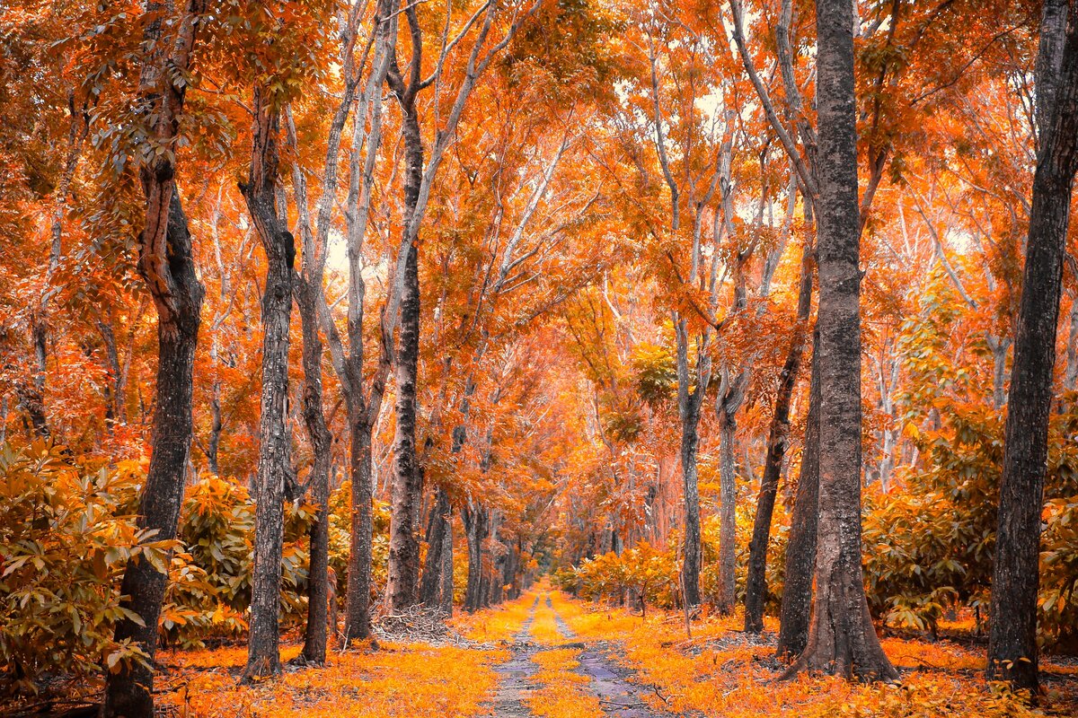 Изображение melquizedeque Melqui с сайта Pixabay  