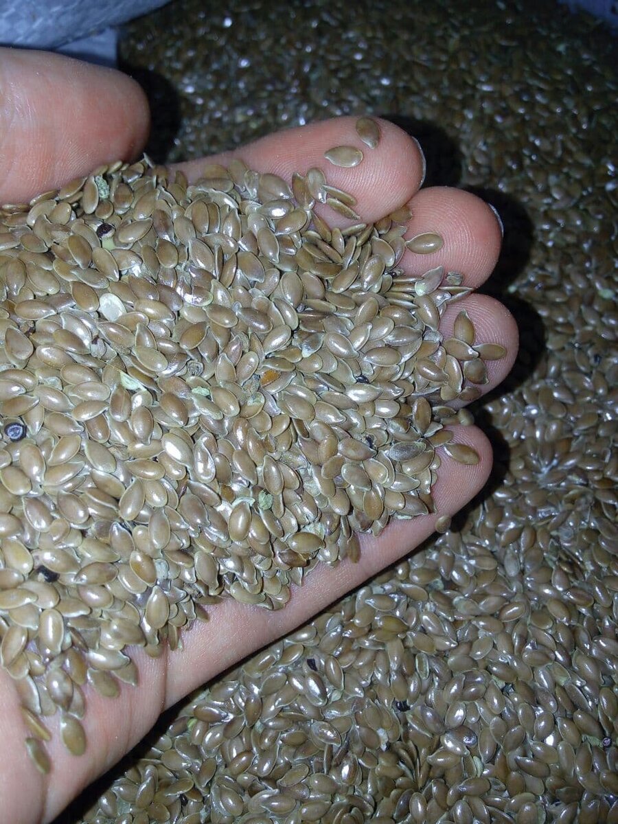 Льняное семя содержит рекордное количество омега-3 жирных кислот