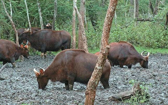 Отличный пикничок. 
