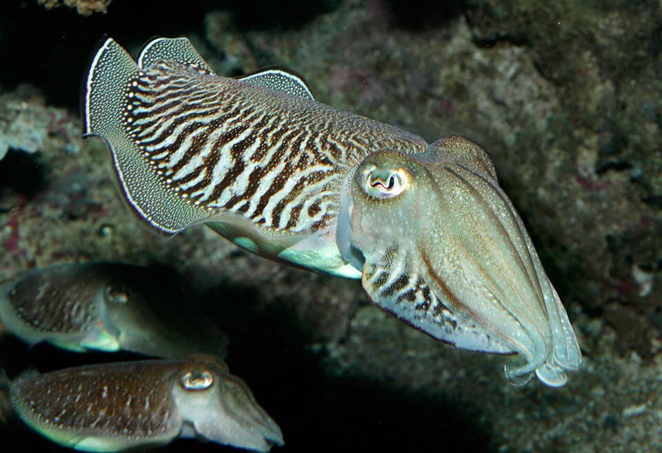 Каракатица - Cuttlefish