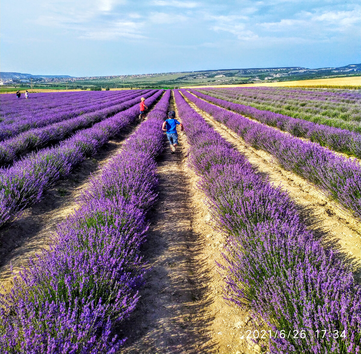 Мы были в конце июня, как видите, лаванда еще не вся распустилась.