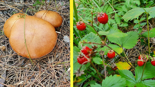 ГРИБЫ 🍄🍄🍄со вкусом ЗЕМЛЯНИКИ.🍓🍓🍓