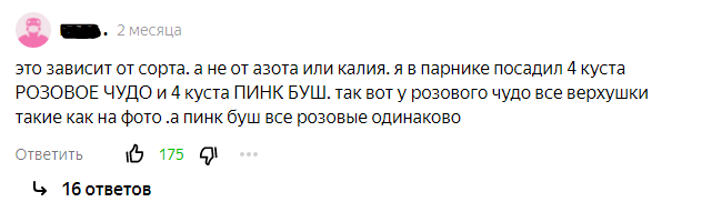 Отзыв владельца теплицы о проблеме образования желтых пятен у плодоножки 