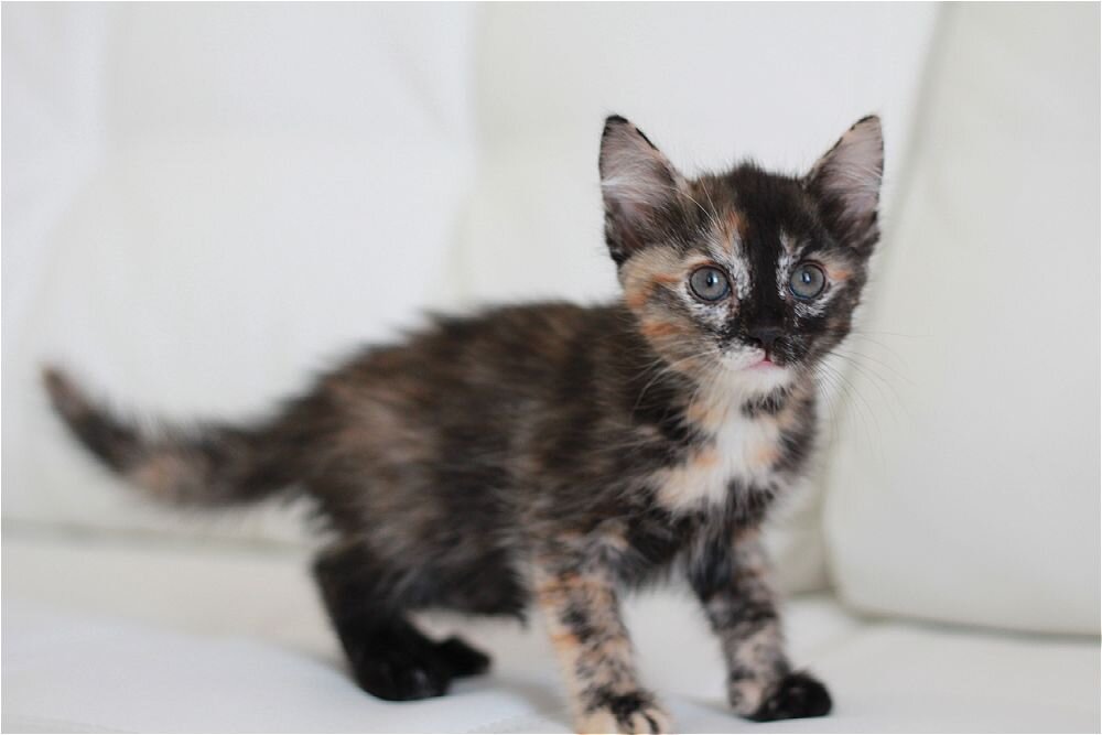 Вот такая малышка ко мне приехала