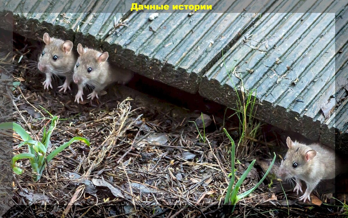Уничтожаем мышей на садовом участке