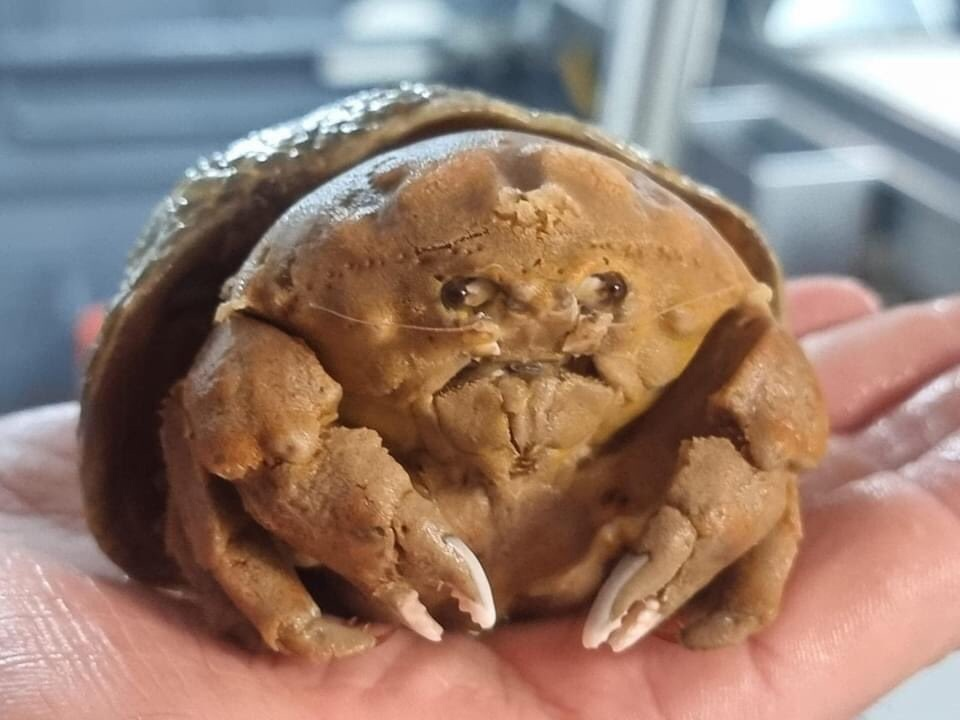 Извините, ваш капкейк не пропёкся. 