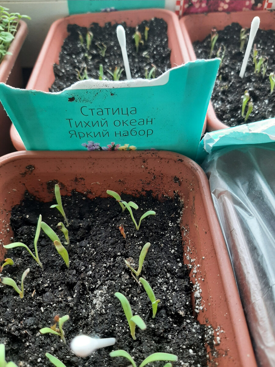 Всходы статицы через неделю.