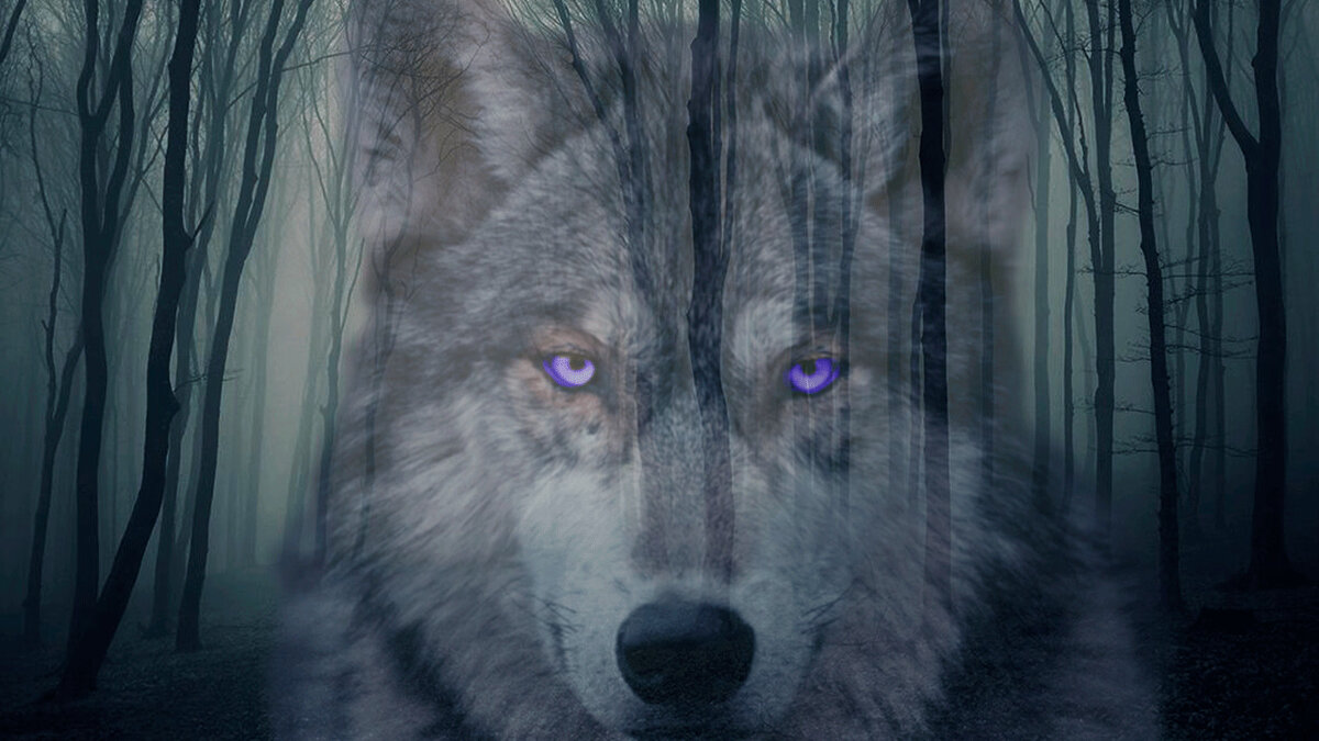 Коллаж из фото с открытых ресурсов интернета.