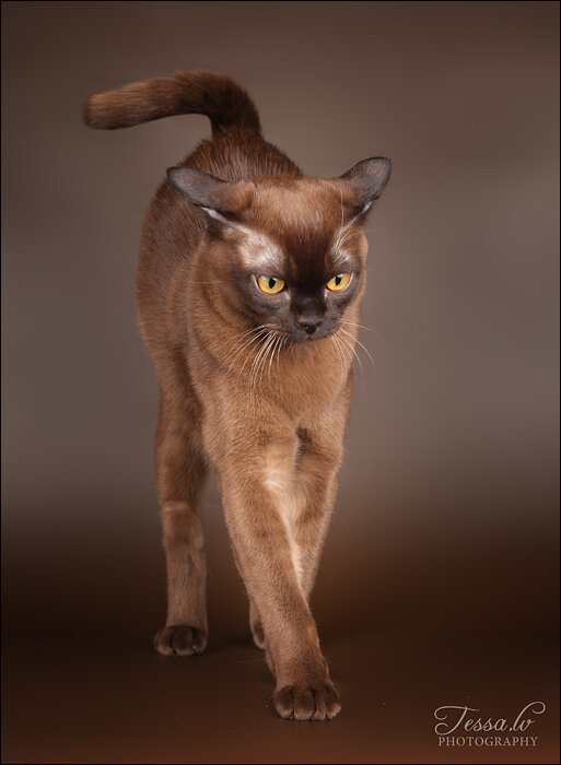 Jasper Burmese cats