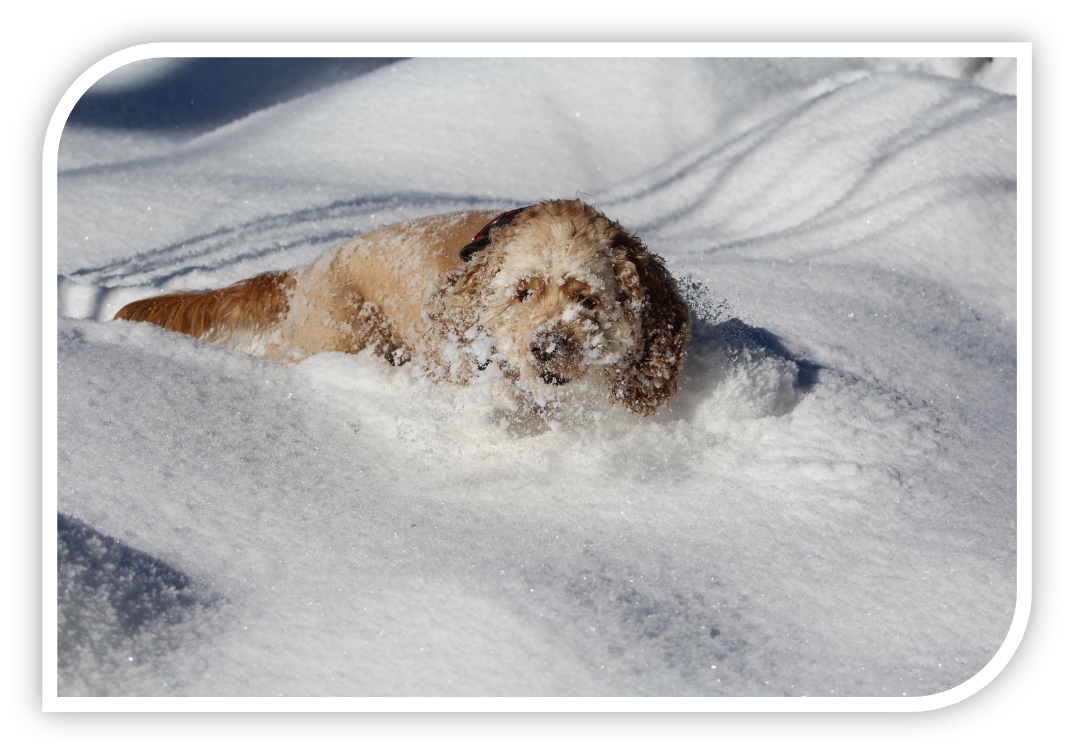 Примерно так выглядела встреченная мной собака Изображение с сайта https://pixabay.com. Указание авторства не требуется 
 