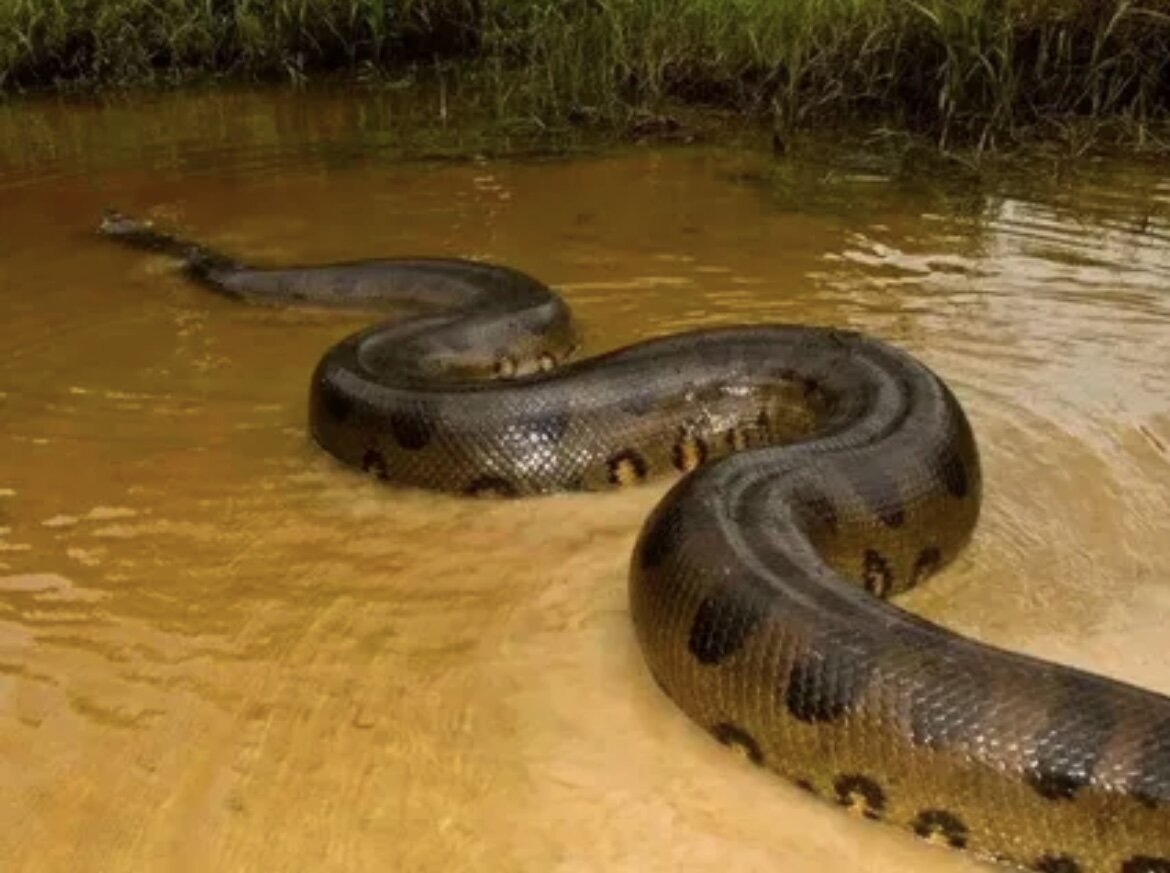 Видео самых больших змей
