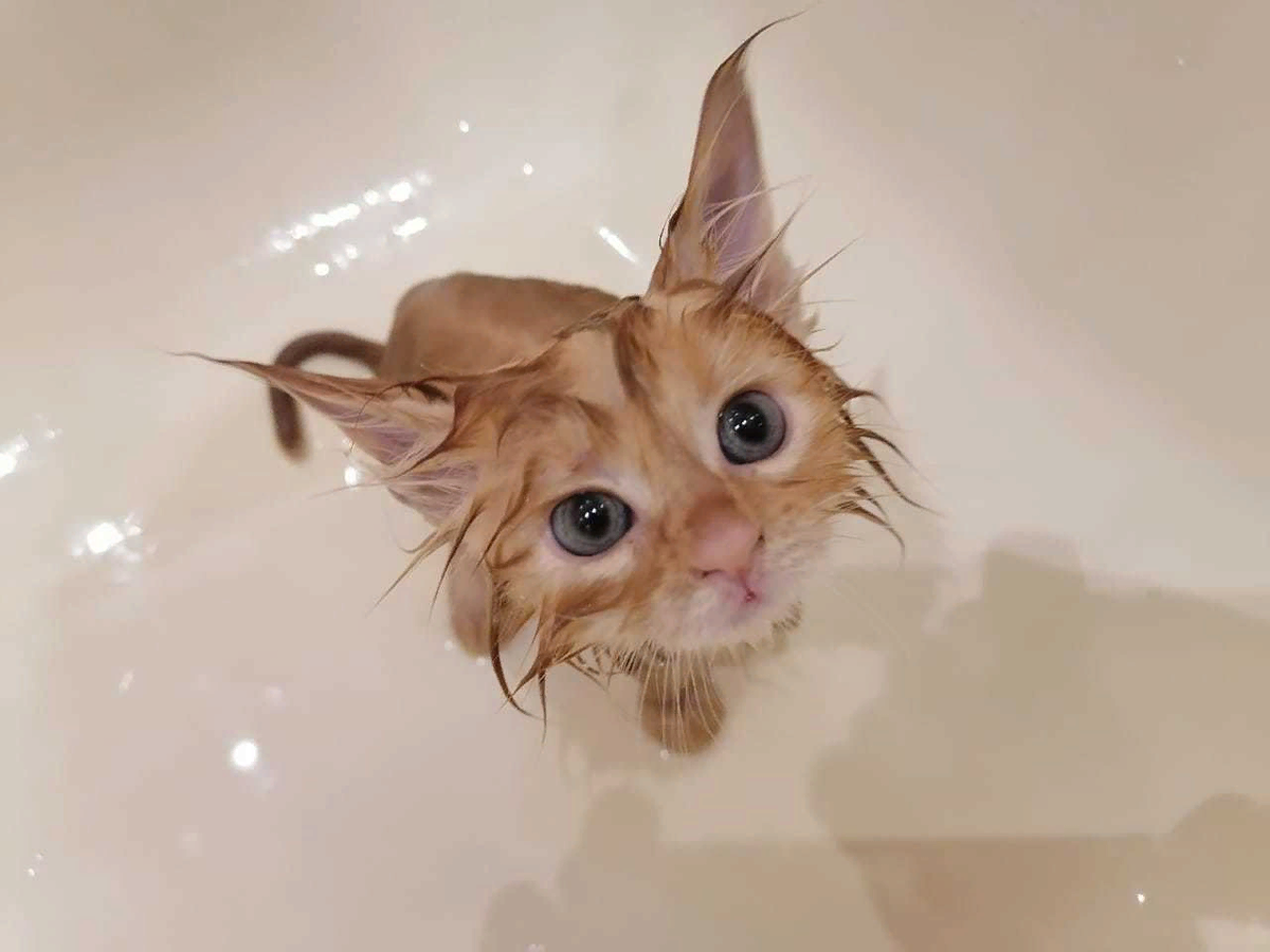 Почему нельзя мочить голову собакам. Почему нельзя мочить уши. Памятка по уходу за перманентным макияжем. Кот запрещает. Акупунктурные точки для снижения веса.