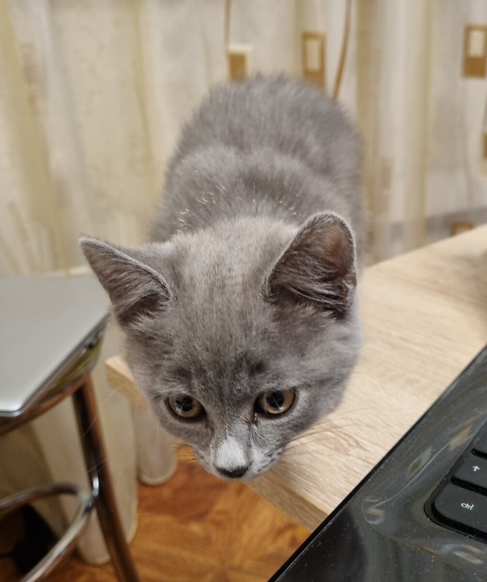 Муська переспрашивает новые слова и уточняет: кто такой Задорнов?