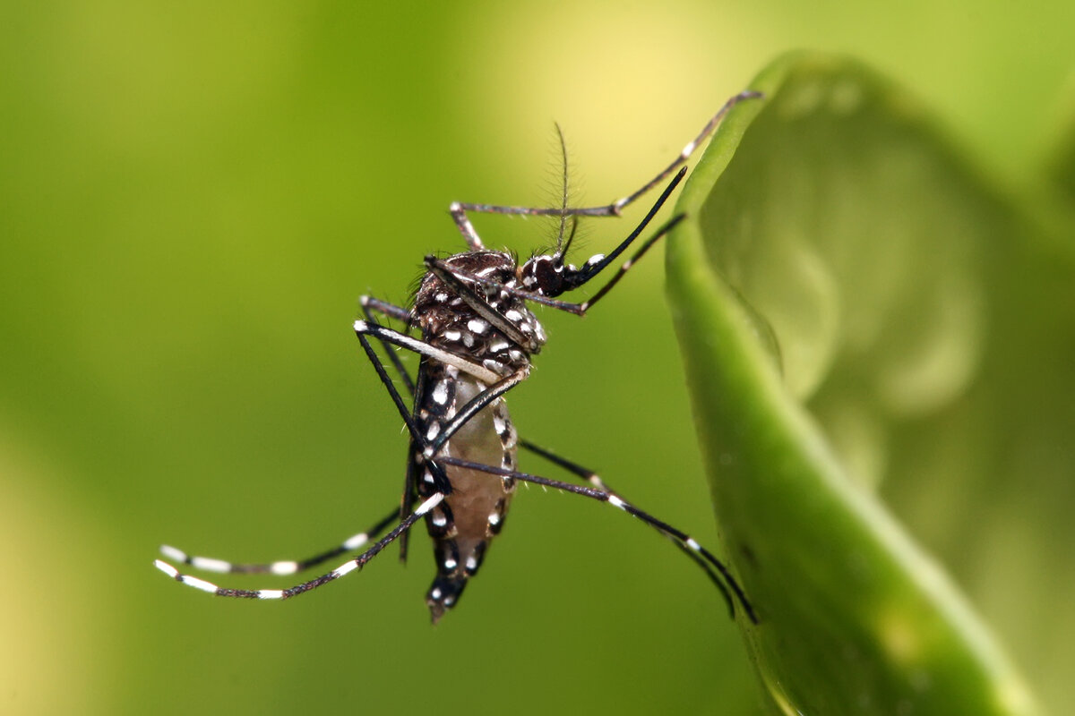 Aedes aegypti,  еще их называют азиатские тигры