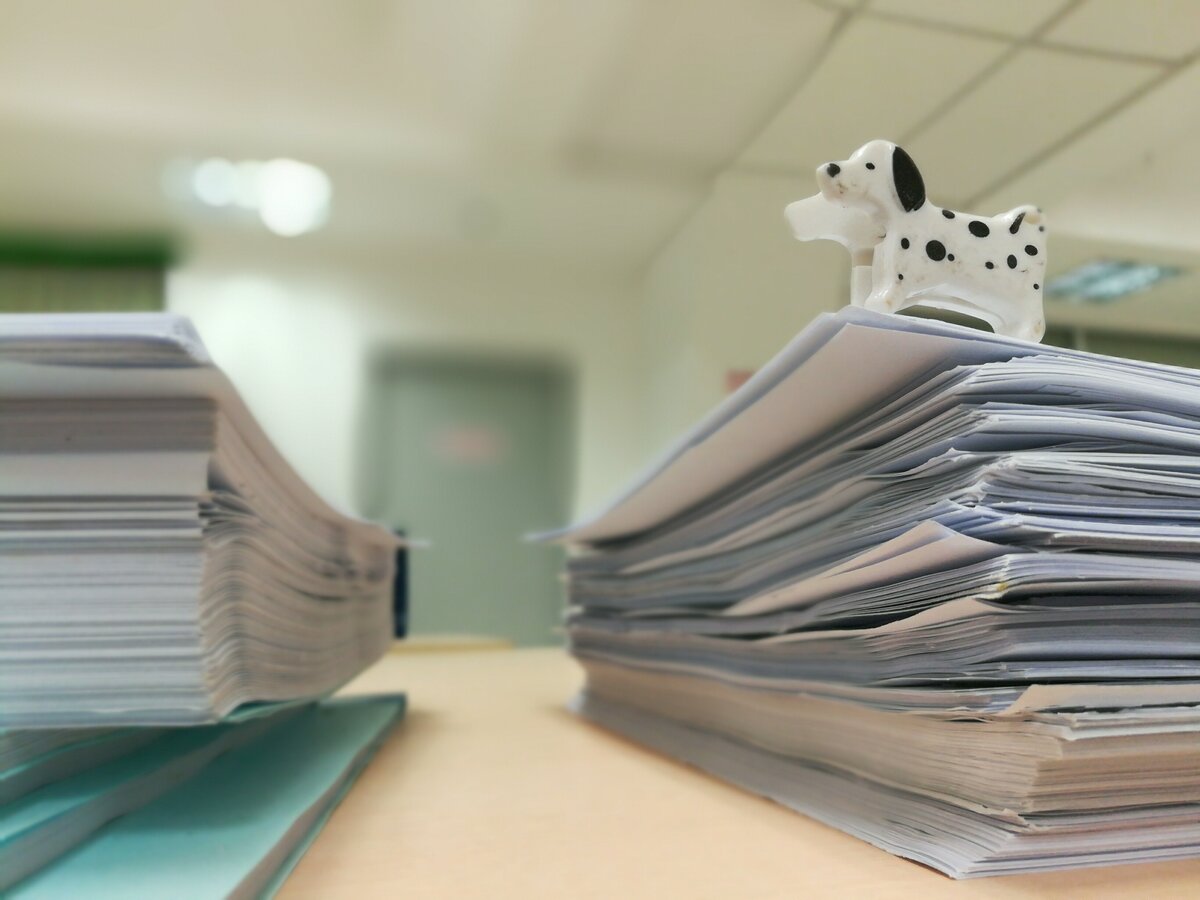 Порядок оформления родословной Российской кинологической федерации