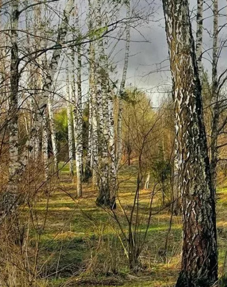 Берёзовый лес