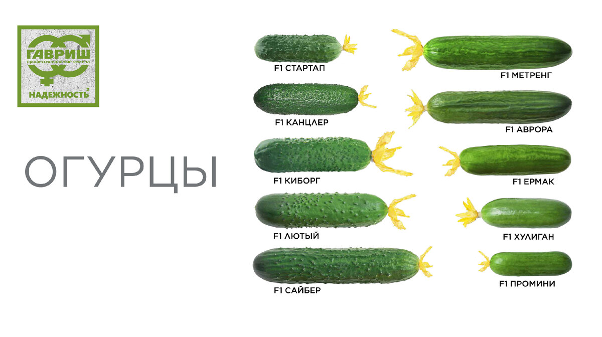 Сорт огурцов эстафета фото и описание сорта