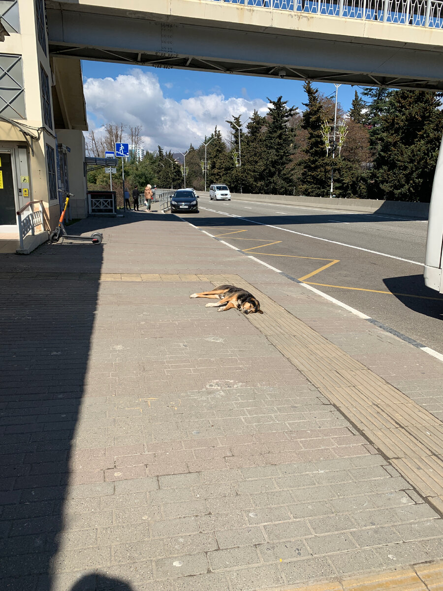 Остановка в Адлере. За все время, что я здесь, у меня сложилось мнение, что на каждой остановке есть свой персональный пёс.