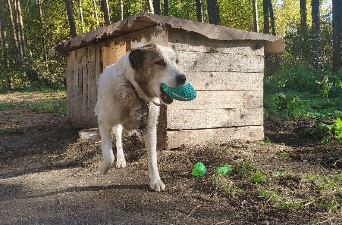 Ася  так  боялась оставить  без присмотра свои сокровища, что  гулять ходила, точнее сказать- бегала метров 100 в одну сторону от своей будки  и  метров 100 в  другую.