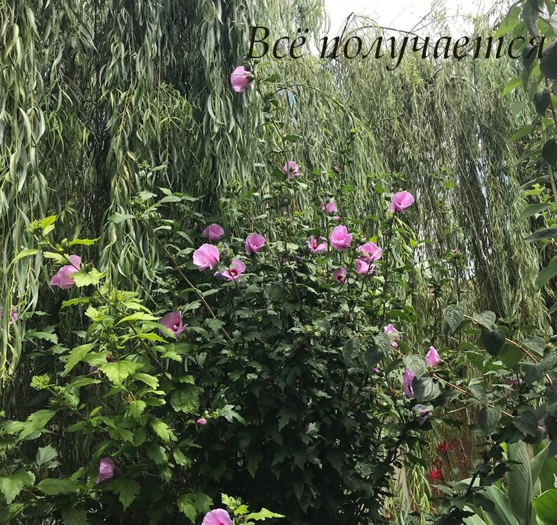 Вокруг поповского дома отвоевала себе место буйная растительность