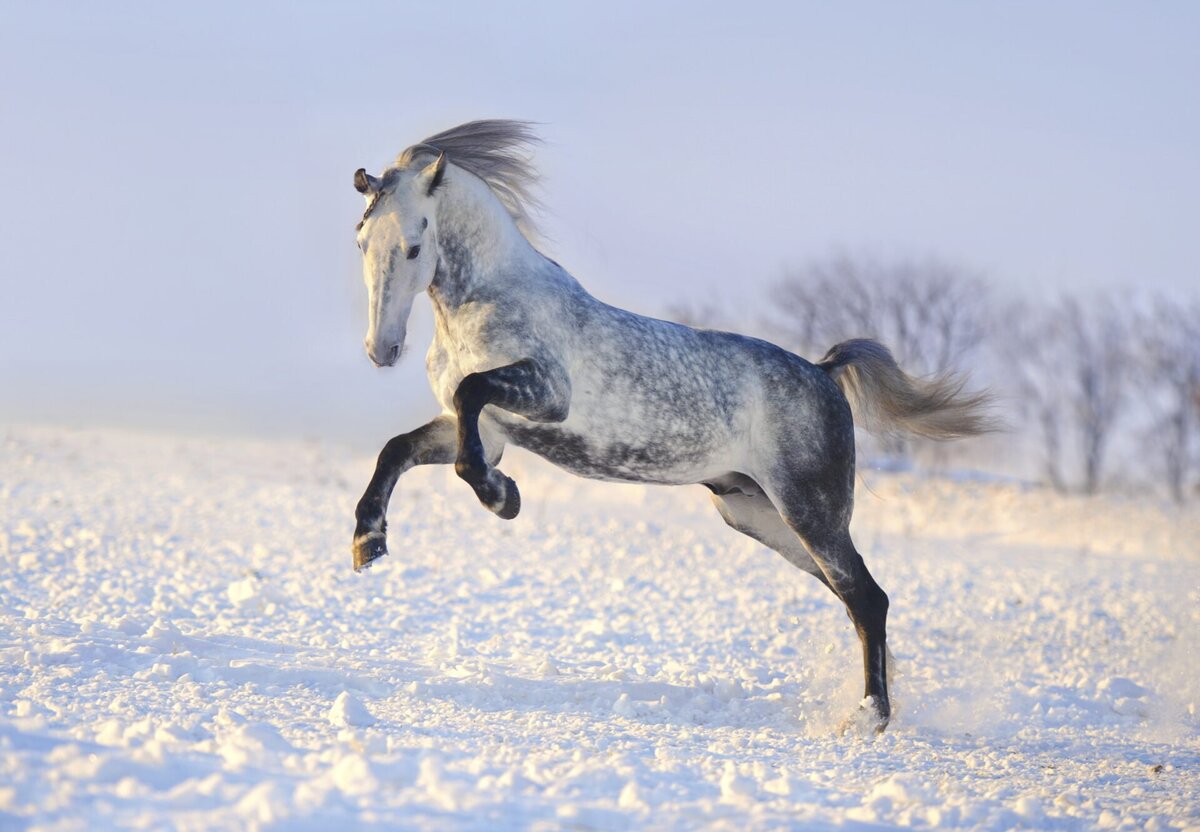 Лошадь всегда была помощником человека. Это животное выносливое, сильное и, безусловно, очень красивое. Мы собрали рейтинг русских пород лошадей, которые восхищают своей красотой.-2