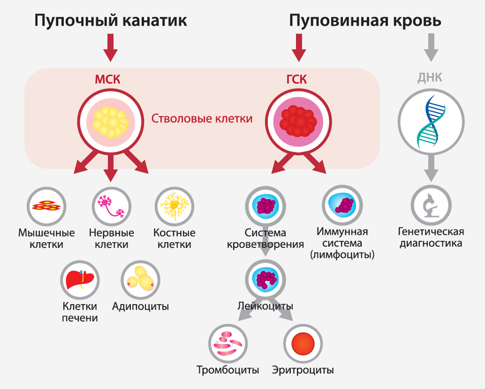 Все клетки больного мужчины имеют 47