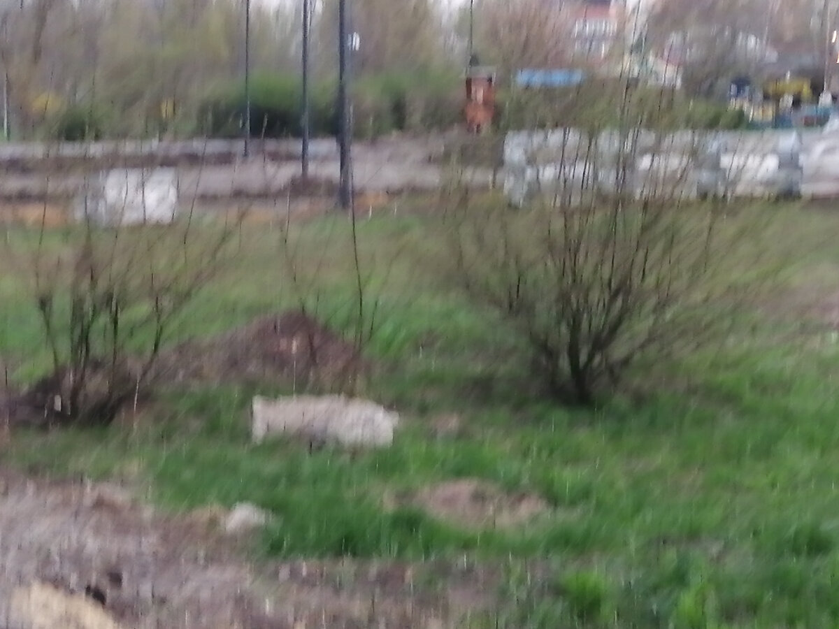 От старой растительности здесь осталась пара кустов.