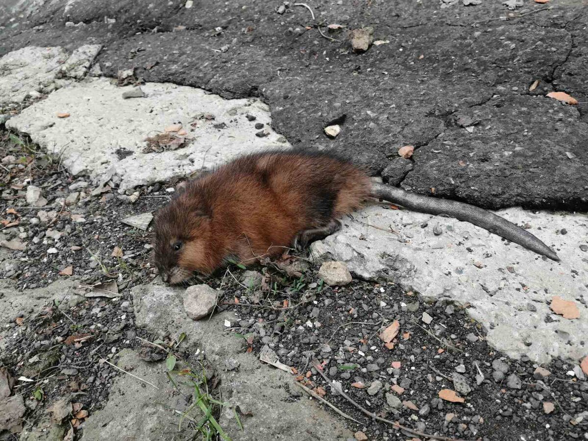 На пешеходной улице Вольска кот гонялся за ондатрой | Вольск.ру | Дзен