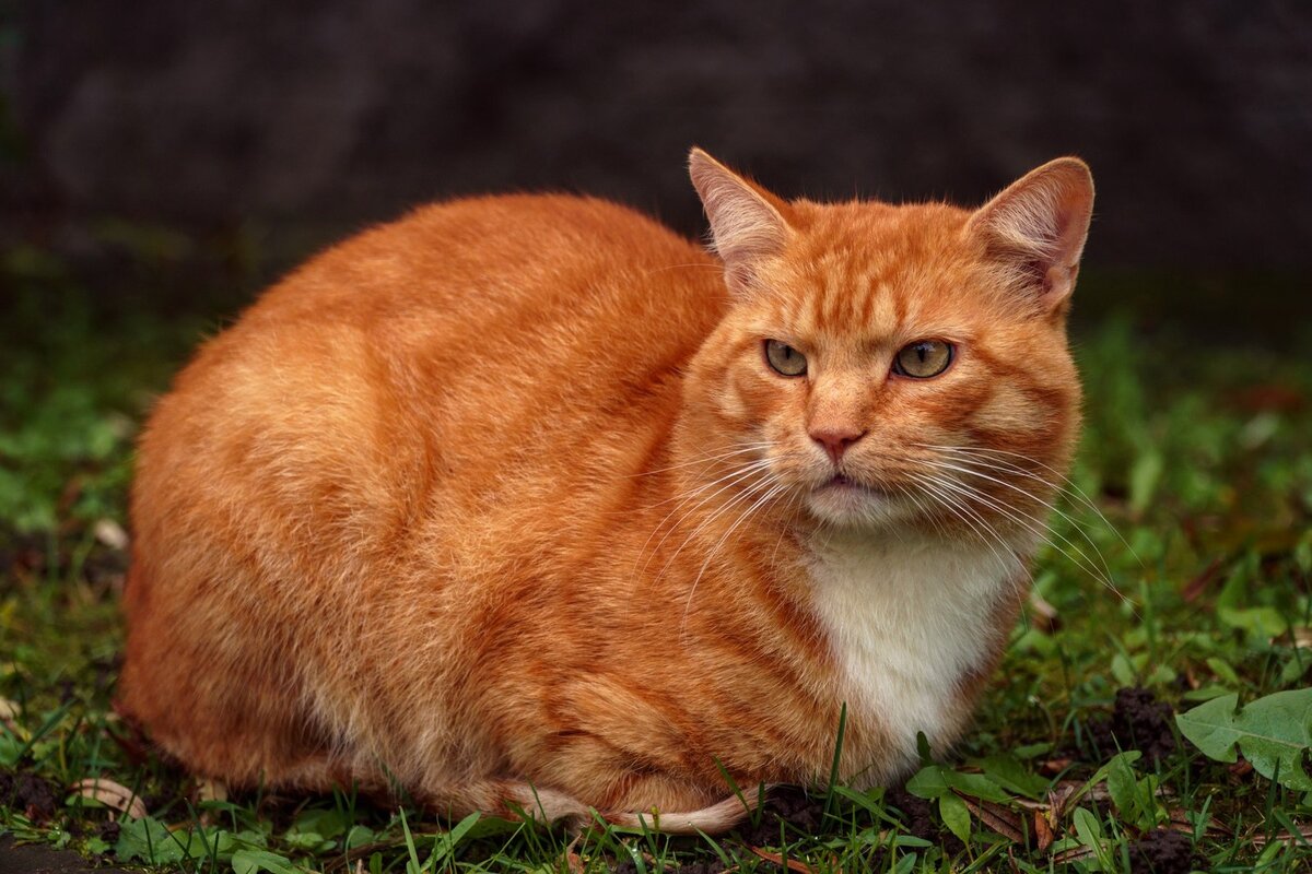 Фото из интернета. Котик. Похож.