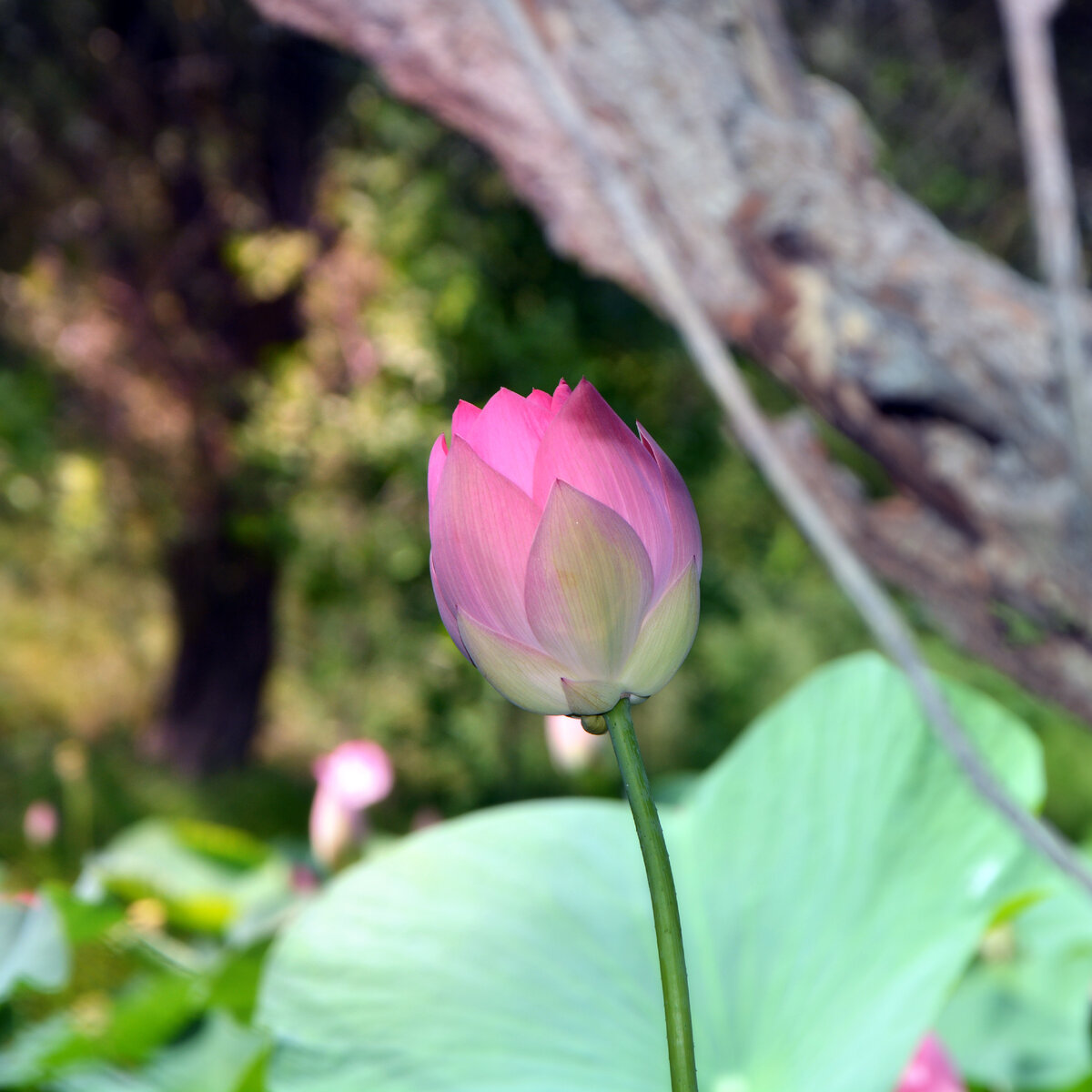 Все фотографии мои, как гордо это звучит правда?) Сделаны они на камеру Nikon D5200, которую я продала и до сих пор об этом сожалею. 