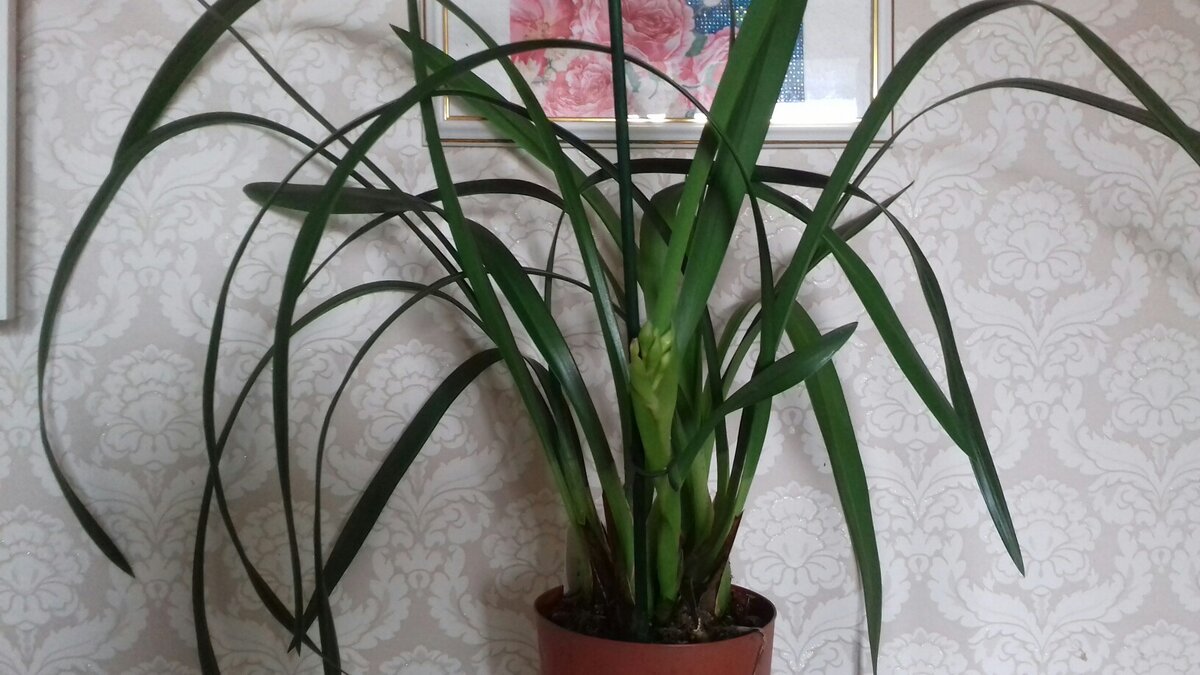 Цимбидиум после покупки