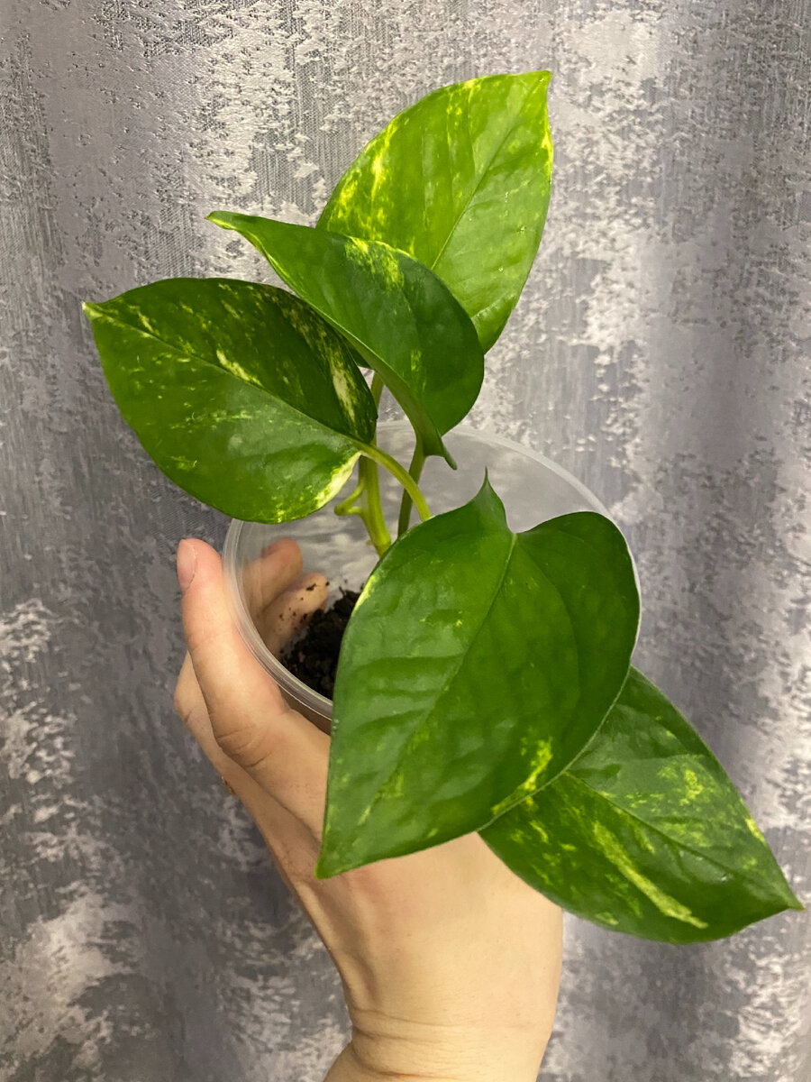 Эпипремнум