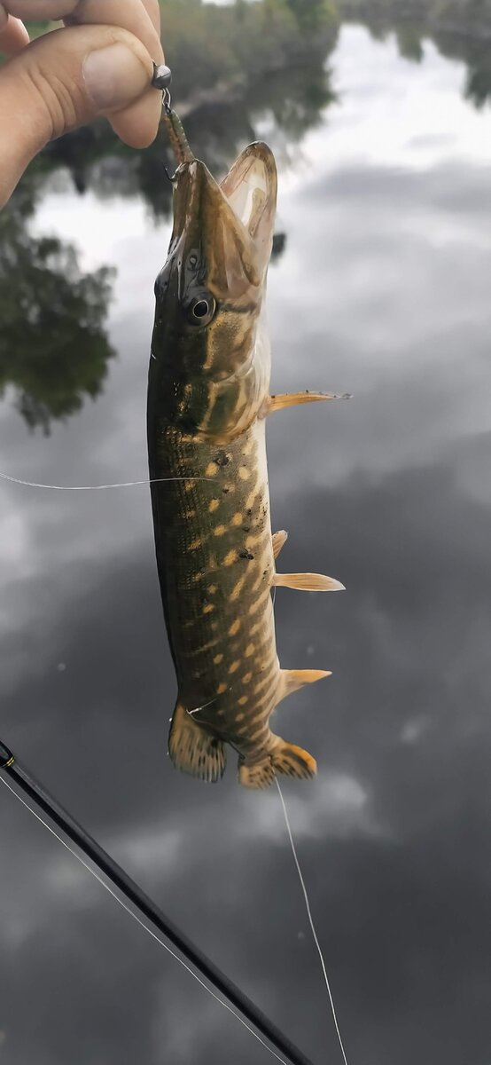 Щука на полярис