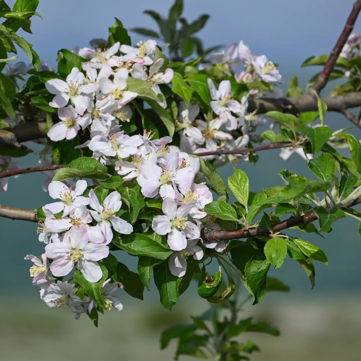 Яблоня восточная