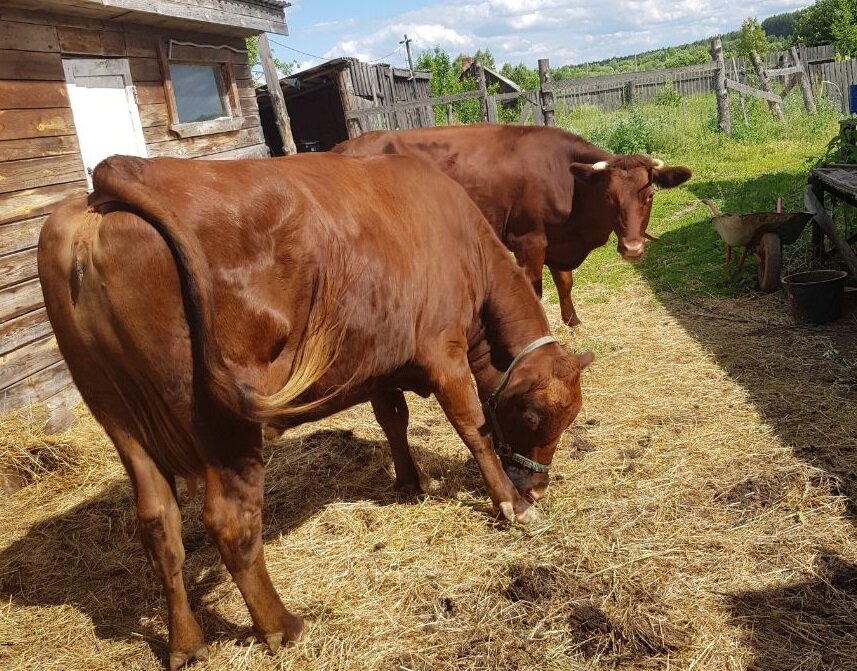 Карамелька и Нота