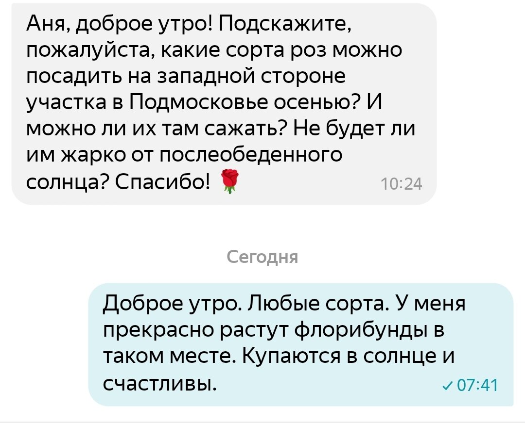 12 июля 2022 г. Поговорим о розах 🌹Вопросы - ответы. Часть 96 | Цветочница  Анюта 🌹 | Дзен