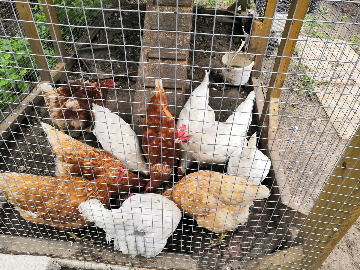 Дали еду. У них приём пищи. Наблюдаем задницы. 