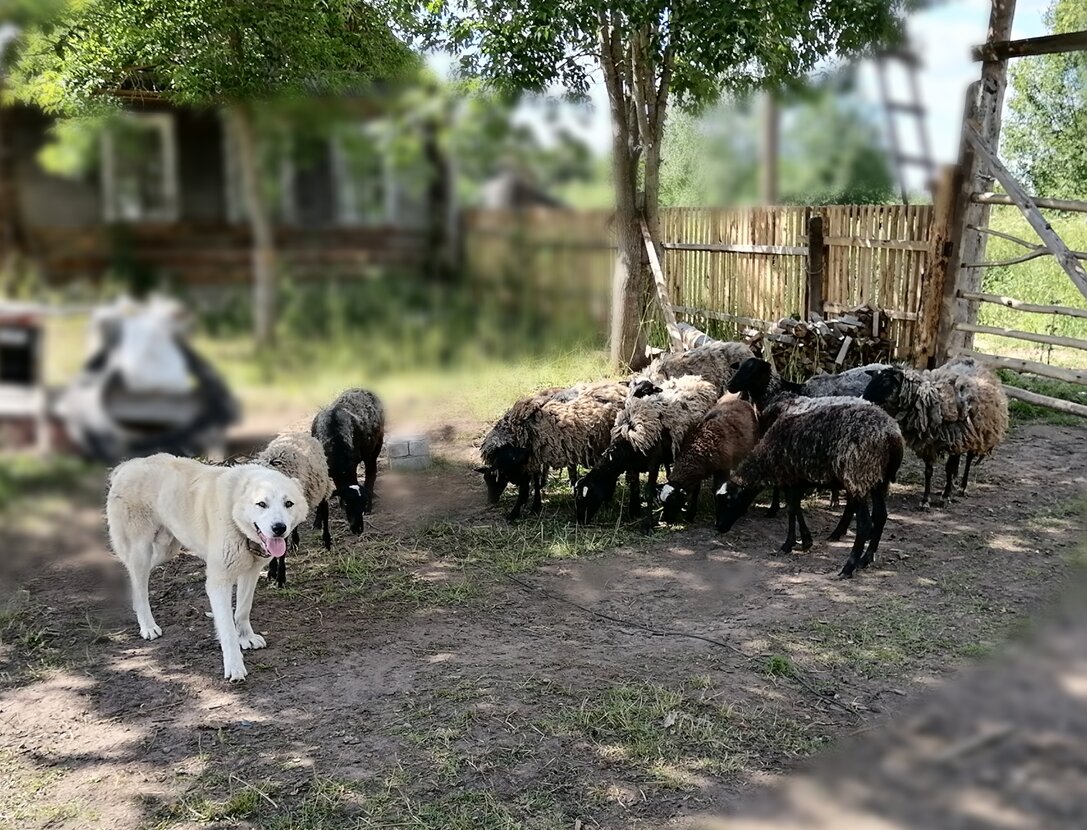  🐾 Личная охрана копытных и дегустатор КК 😁