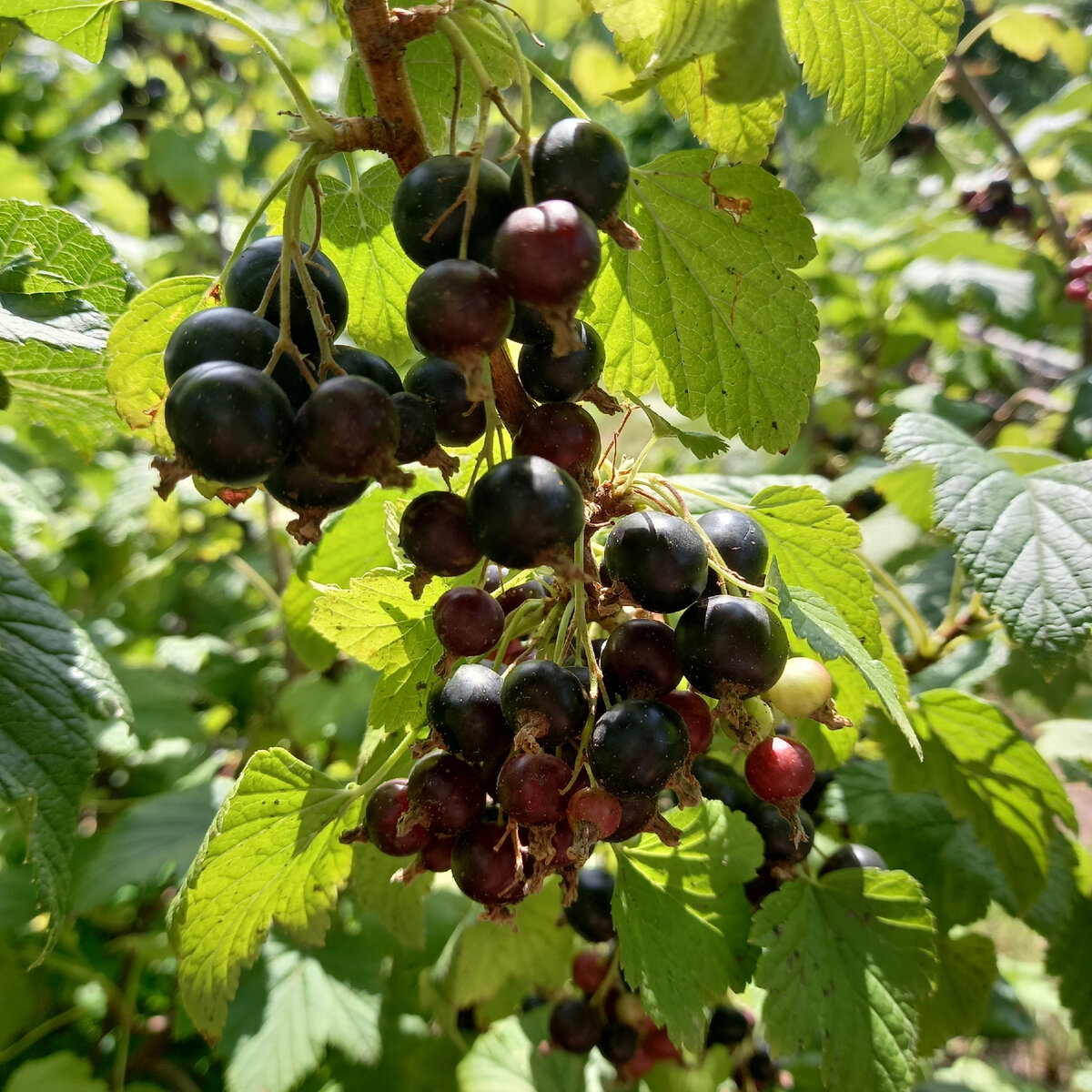 сильный молодой побег никогда не ложится на землю, даже если урожай большой