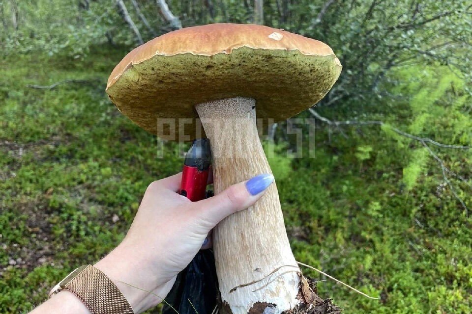     Некоторые грибы превращаются в великанов. Фото: vk.com/murmansk.region/Татьяна Субботина