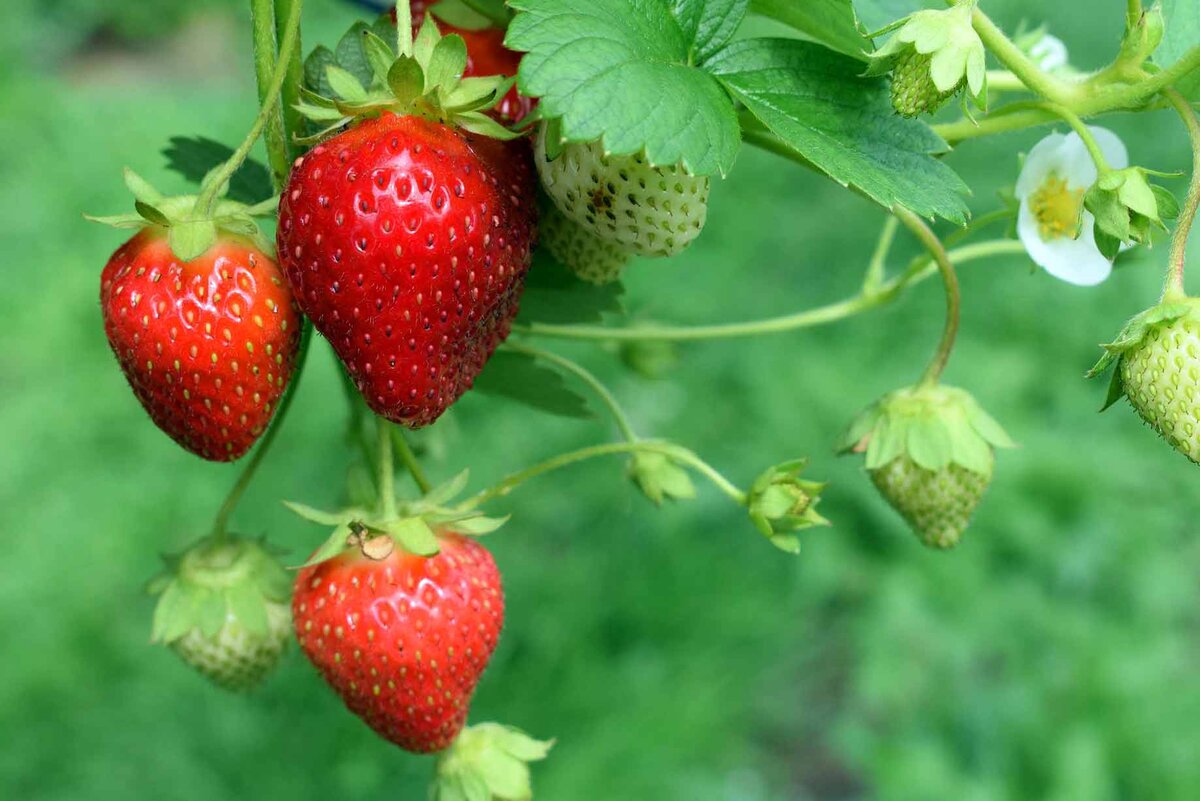 Уход за клубникой после сбора урожая
