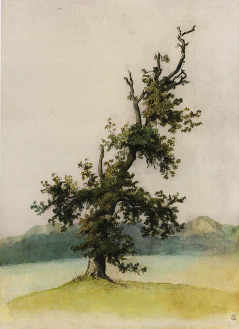 Принцесса датская Дагмар. Старое дерево. Учебный рисунок. Бумага, карандаш, акварель. Из издания Изобразительные материалы XIX - начала ХХ века. Каталог собрания. К 400-летию Дома Романовых. - Санкт-Петербург : Петроний, 2012 - .Т. I. : Рисунки членов российской императорской фамилии / Государственный архив Российской Федерации.