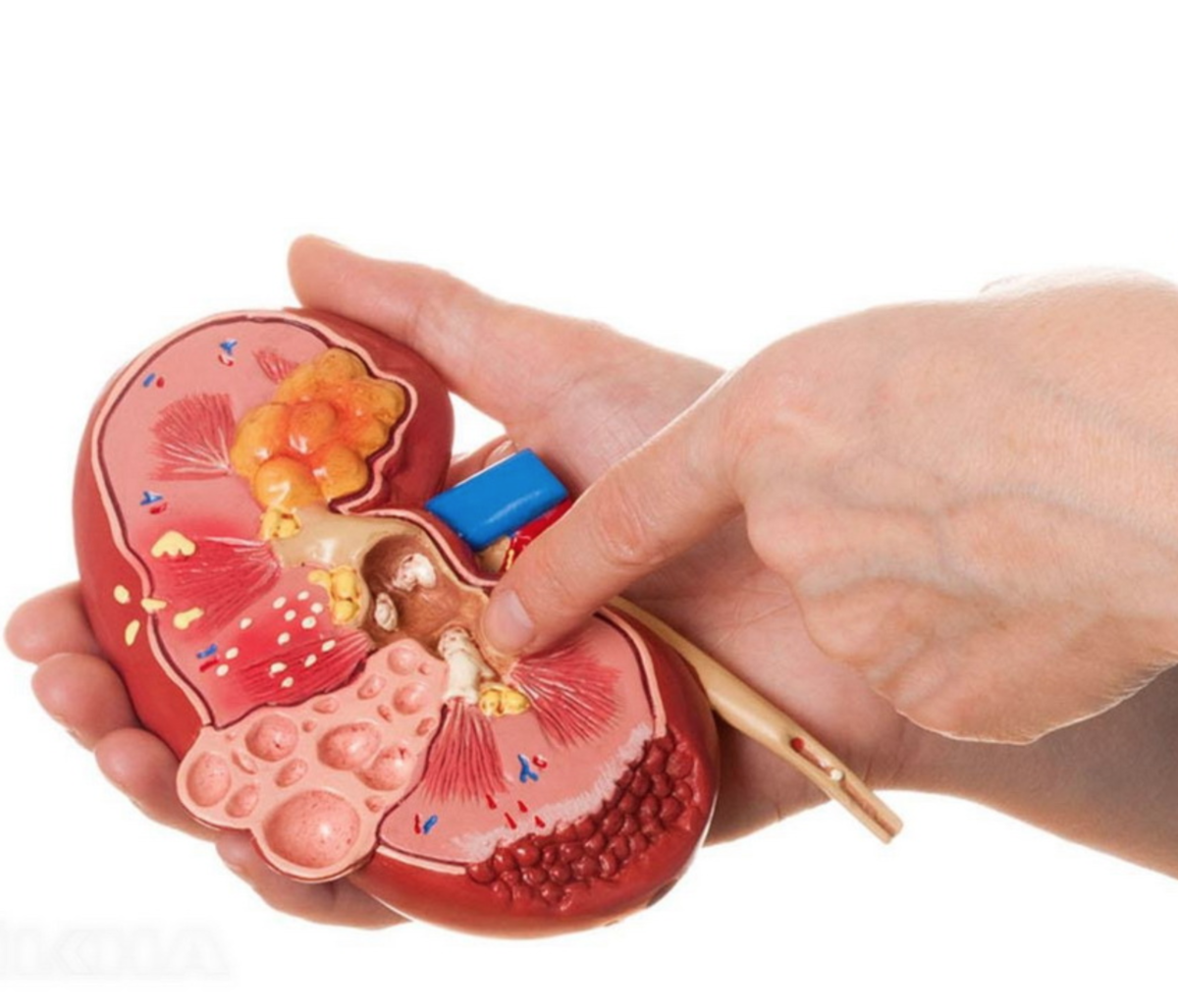 Efectul vitaminei D asupra fiecărui organ