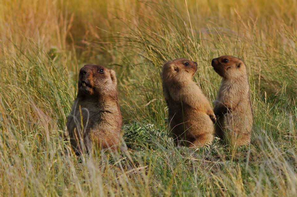 Оренбургский сурок. Степной сурок Байбак. Сурок Степной, Байбак (Marmota Bobak).